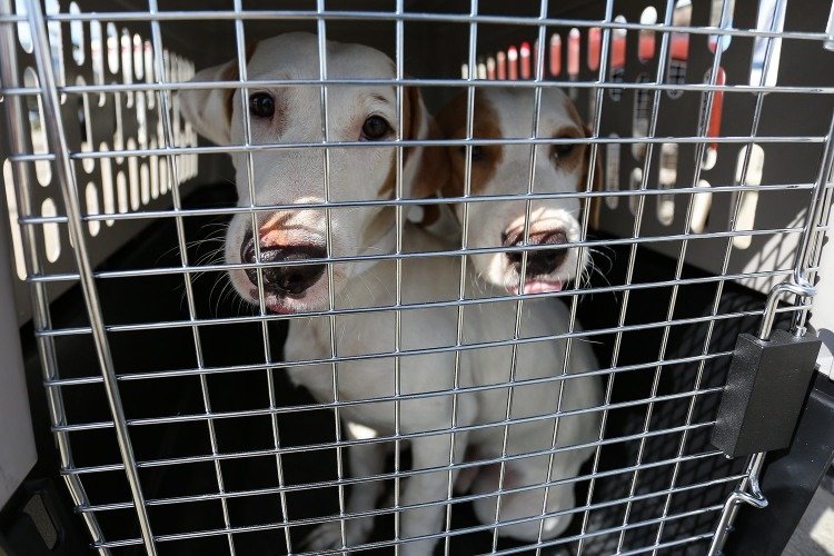 dog adoption rescue transportation