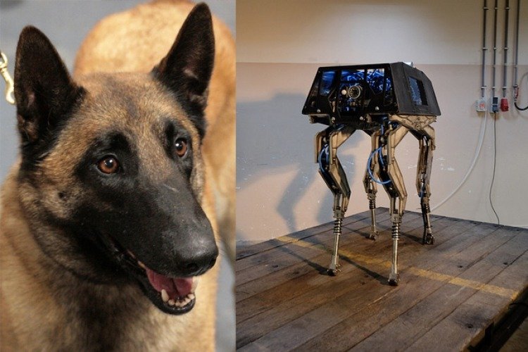 Belgian Malinois / Dog Robot