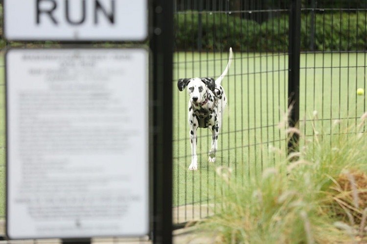 most common dog-park related incidents