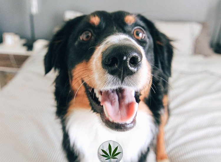 pot patch for dogs