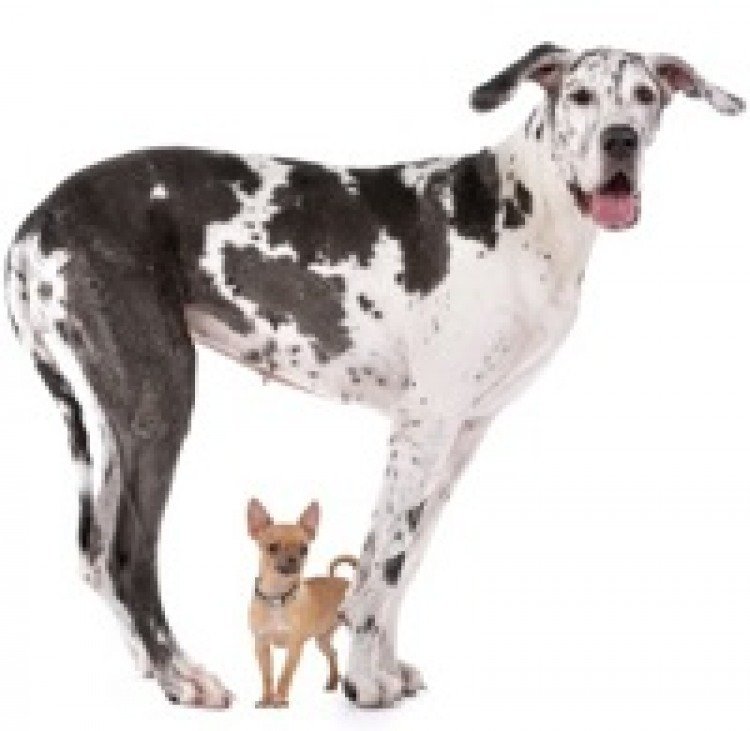 Behavior of Big and Little Dogs 