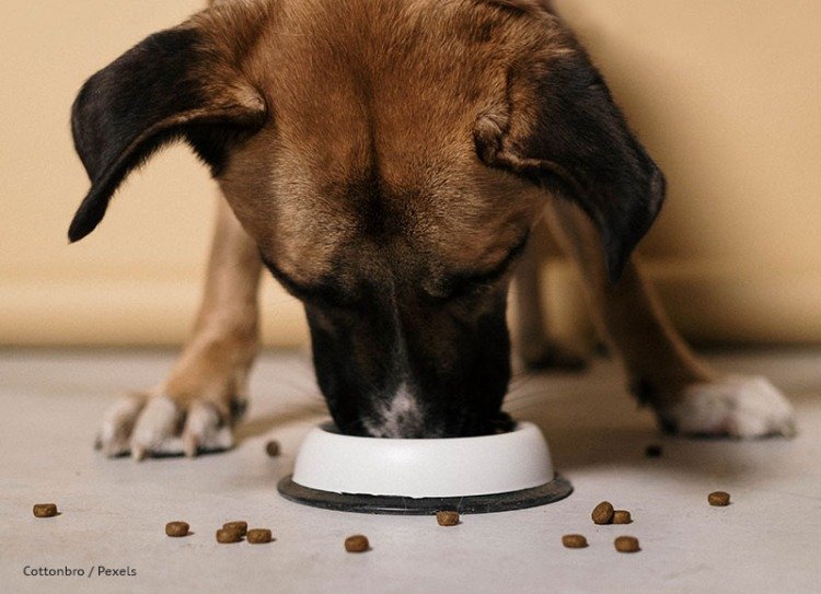 breaking food aggression in dogs