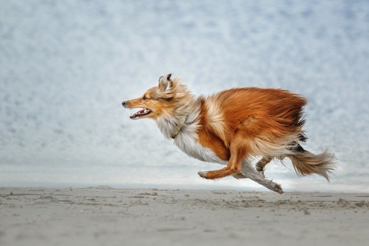 dog running, photo credit: shutterstock