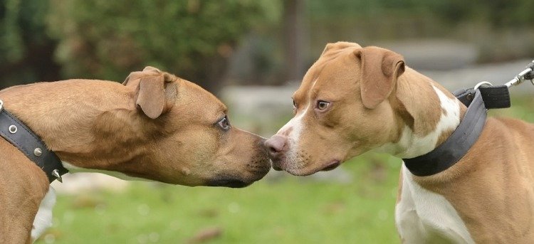Two dogs give a hard stare - Dog training and aggression