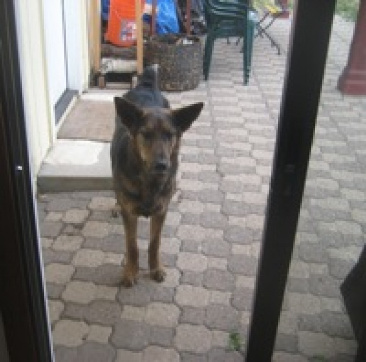 Dog stands outside of glass sliding door