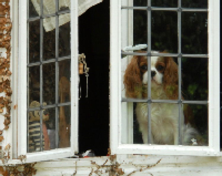 stop dog barking at passers by