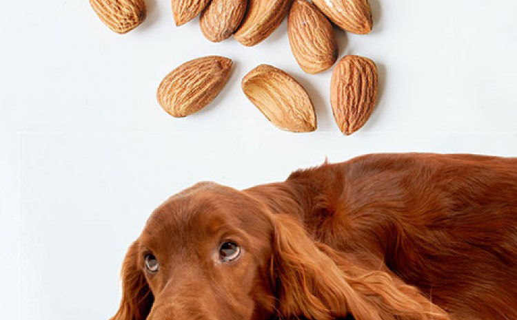 Can Dogs Eat Almonds And Other Nuts The Bark