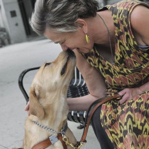 11+ Service Animals On Planes Law Pictures