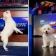 Left: Zuzu Right: Teddy on the set of The Daily Show