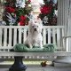 Dixie, a West Highland White Terrier, in Memphis, Tennessee