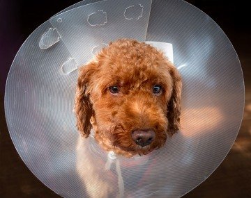 can a dog be spayed during heat