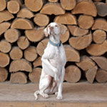 Rolling Dog Ranch | The Bark